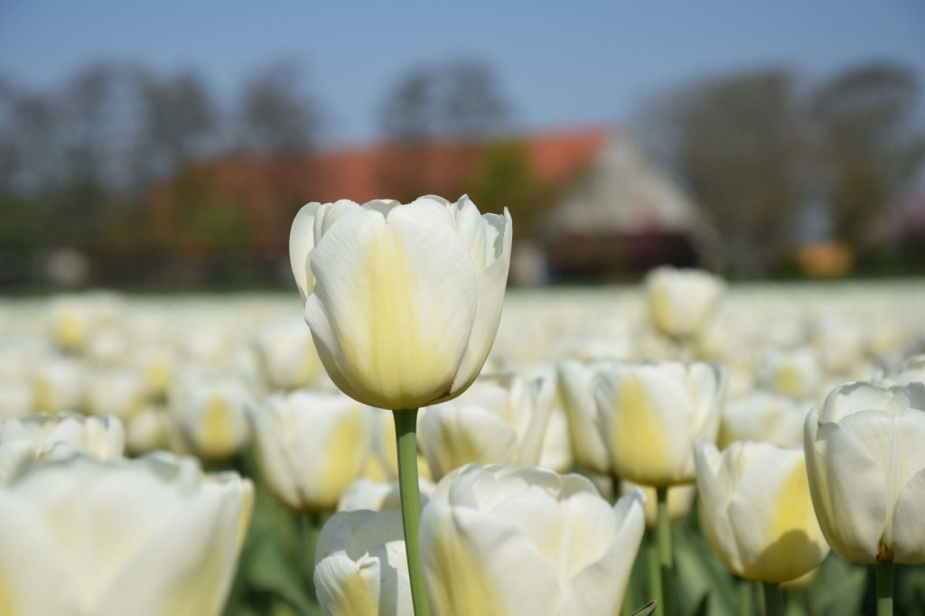 , https://brugnieuws.nl/uploads/75f20d786bcad3860a96653b8d25625a94cc072d.jpg