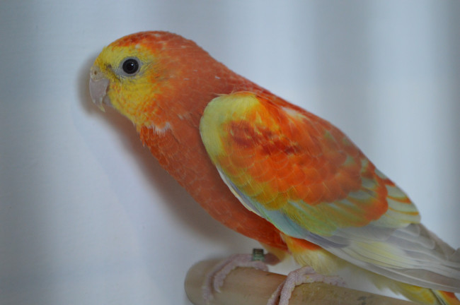 Tropika
