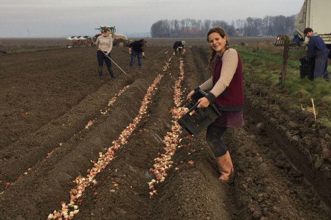 Tulpenroute Dronten werkt dit jaar nog nauwer samen met Zeewolde en Lelystad