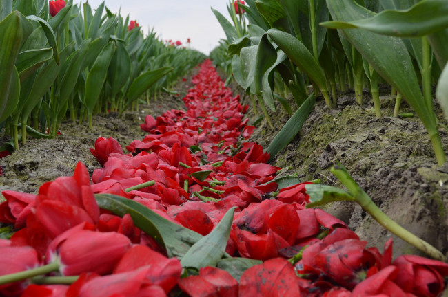 Tulpenroute hoeft in Dronten niet naar voren te worden geschoven
