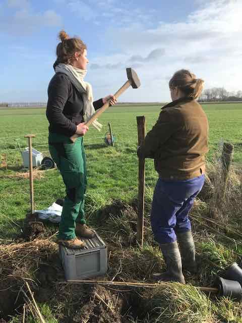 Bij bio-dynamische boerderij GAOS in Swifterbant gaan moerbeien en lindes de grond in.