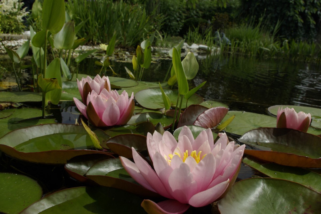 Lezing Groei en Bloei: ‘Anders fotograferen in de tuin’