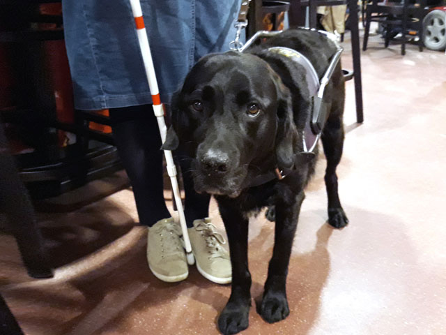 Clary Fidder met twee hulpmiddelen: stok en hond