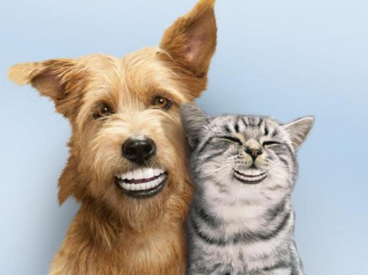 Gratis Gebitscontroles bij Delta Dierenartsen