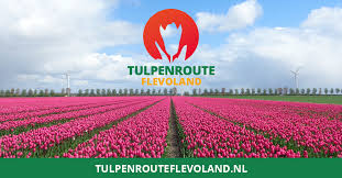 Tulpenroute Flevoland afgeblazen