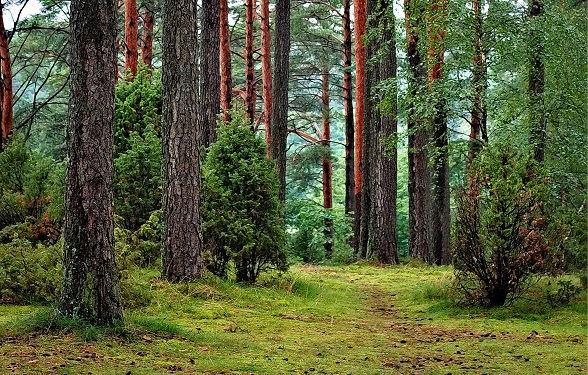 Natuur bloeit in alle rust