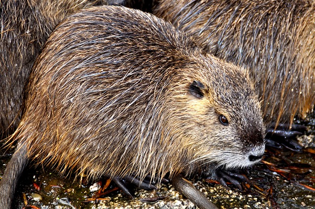 Gemeente het hele jaar druk met ratten bij De Reest en Watersportvereniging