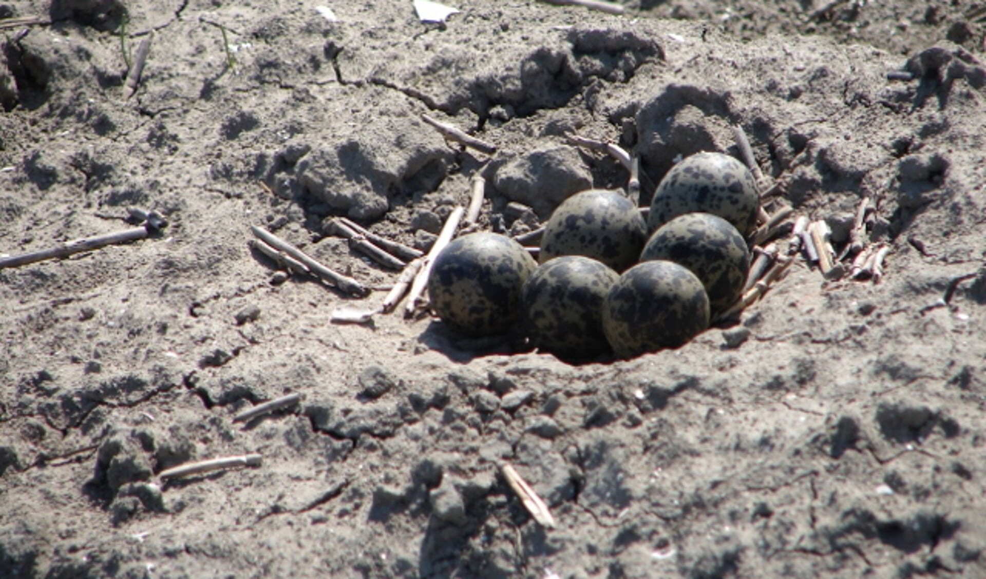 Jaap Bottenberg vindt kievitsnest met 6 eieren in Rivierduingebied