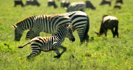 Driedimensionale natuurfilm van de BBC in De Meerpaal