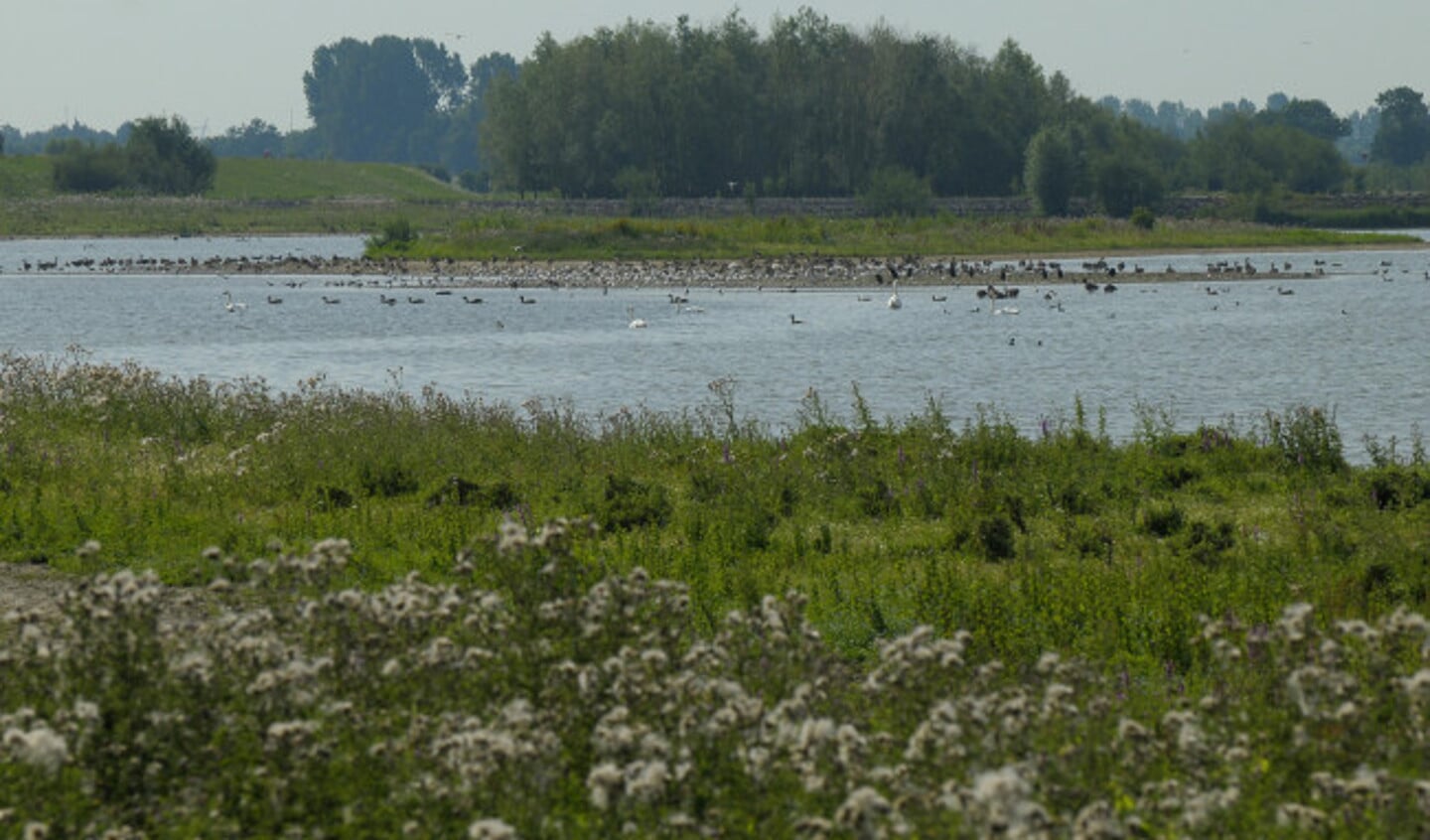 Vogels kijken in de Vreugderijkerwaard