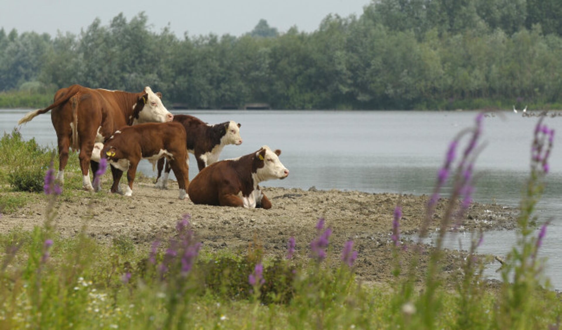 Op struintocht door de Vreugderijkerwaard