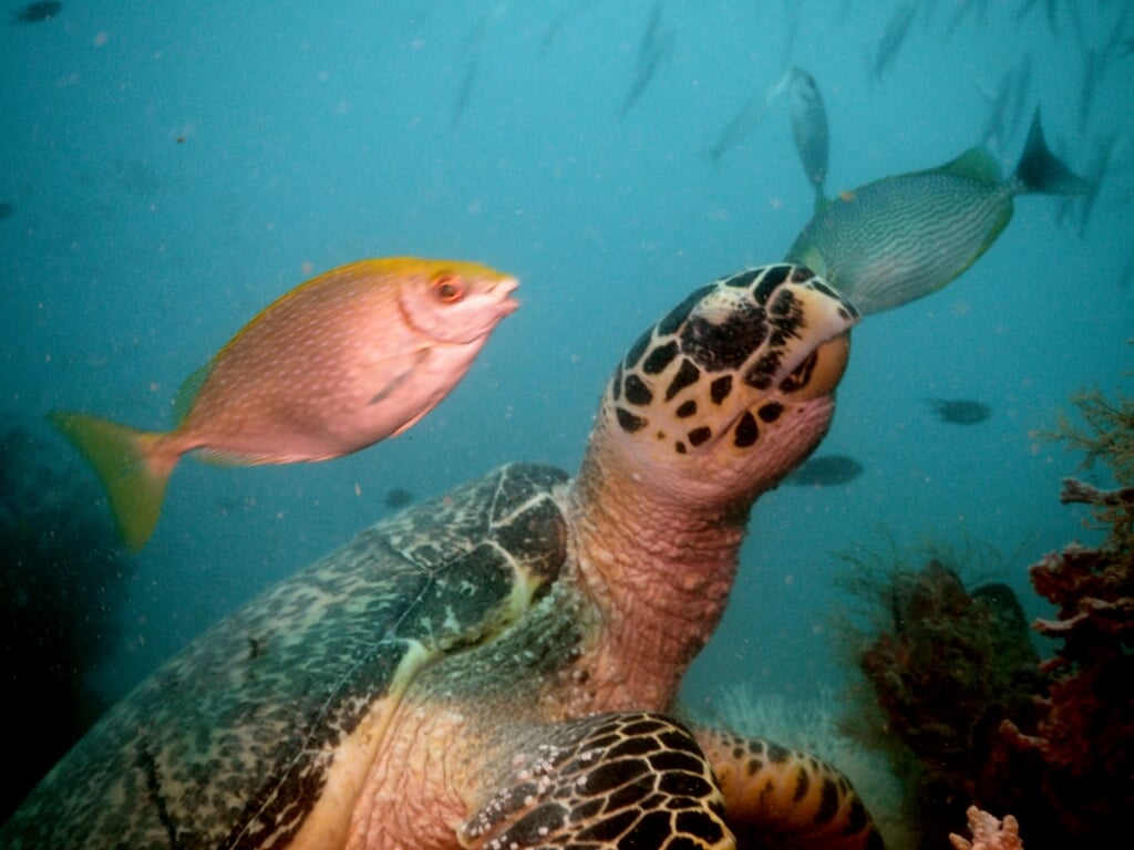 Turtle Diverkees in de Golf van Thailand