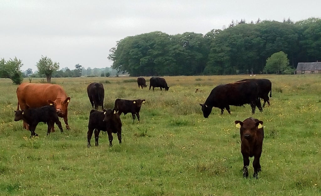 Koeien bij Hoonhorst.