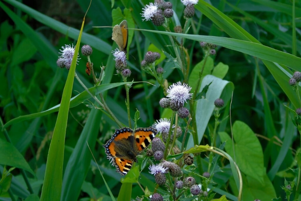Een aantal insecten in één beeld gevangen zijn de twee vlindersoorten, de kleine vos en het bruine zandoogje geflankeerd door een paar oranje soldaatjes. 