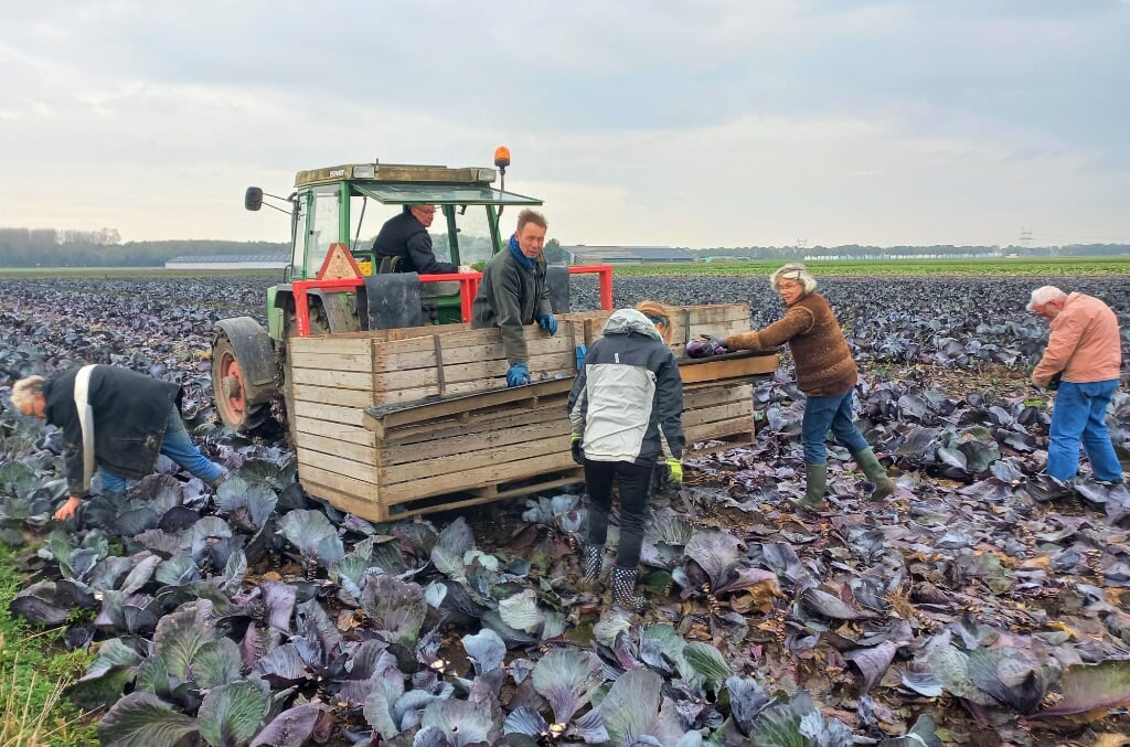 De groente- en fruitbrigade helpt boeren ook regelmatig mee om gewassen van het land te halen.