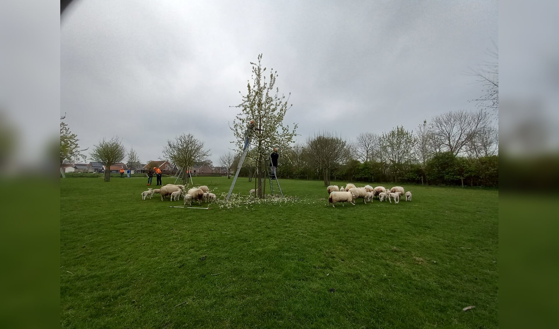 Kom naar de opfriscursus ‘Hoogstamfruitboom snoeien’ en uw geheugen is weer opgefrist! (Foto: PR)
