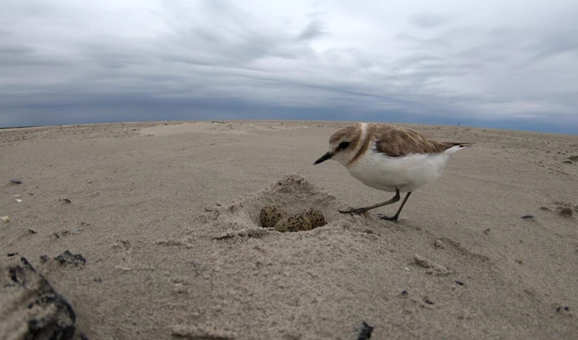 De strandplevier is een zeldzaam vogeltje. (Foto: PR)