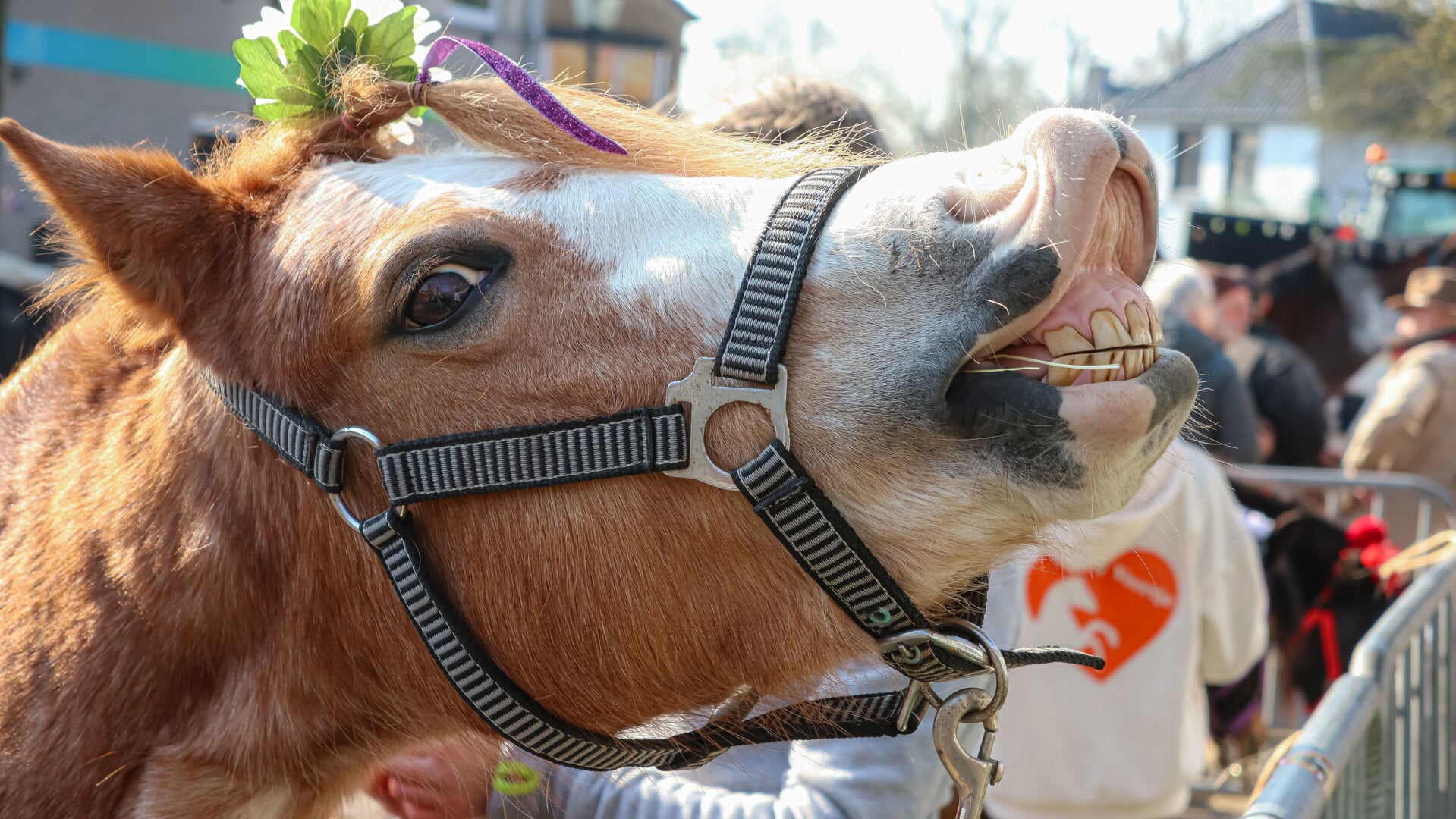 Ook tijdens de 138e Jaarmarkt zullen de vele (klein)dieren iedereen weer met een vrolijke glimlach verwelkomen in Sint Jansteen  