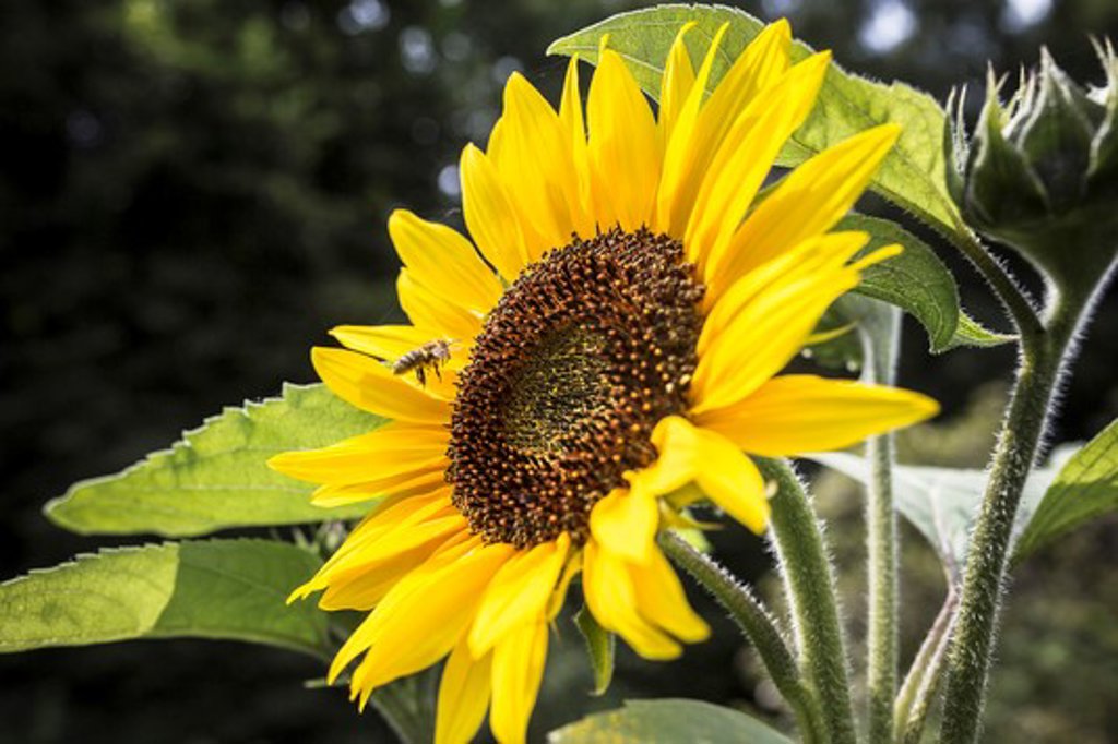 Help u mee bij het verzamelen van gegevens van bijensoorten over de omvang en het tijdstip waarop bloemen worden gedeeld?