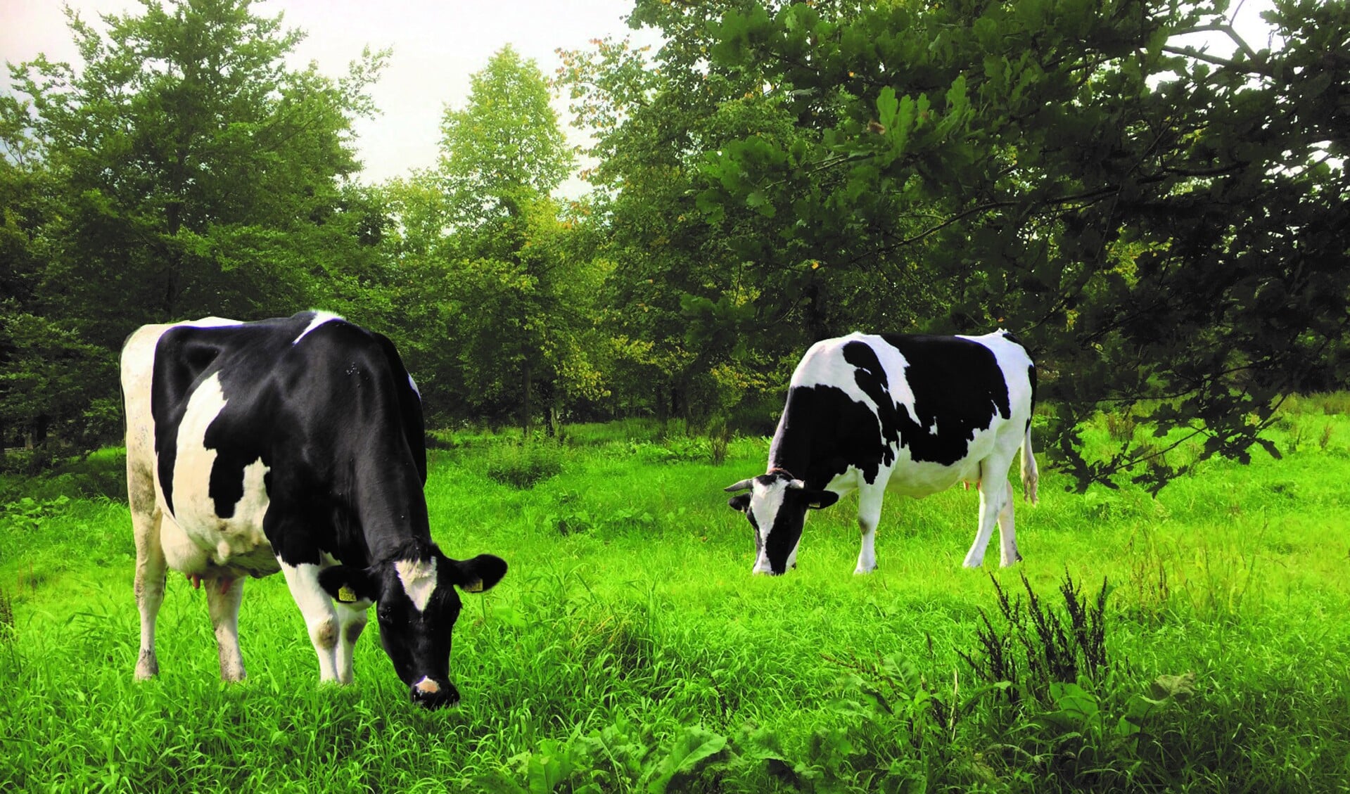 Grazende koeien tussen laanbomen