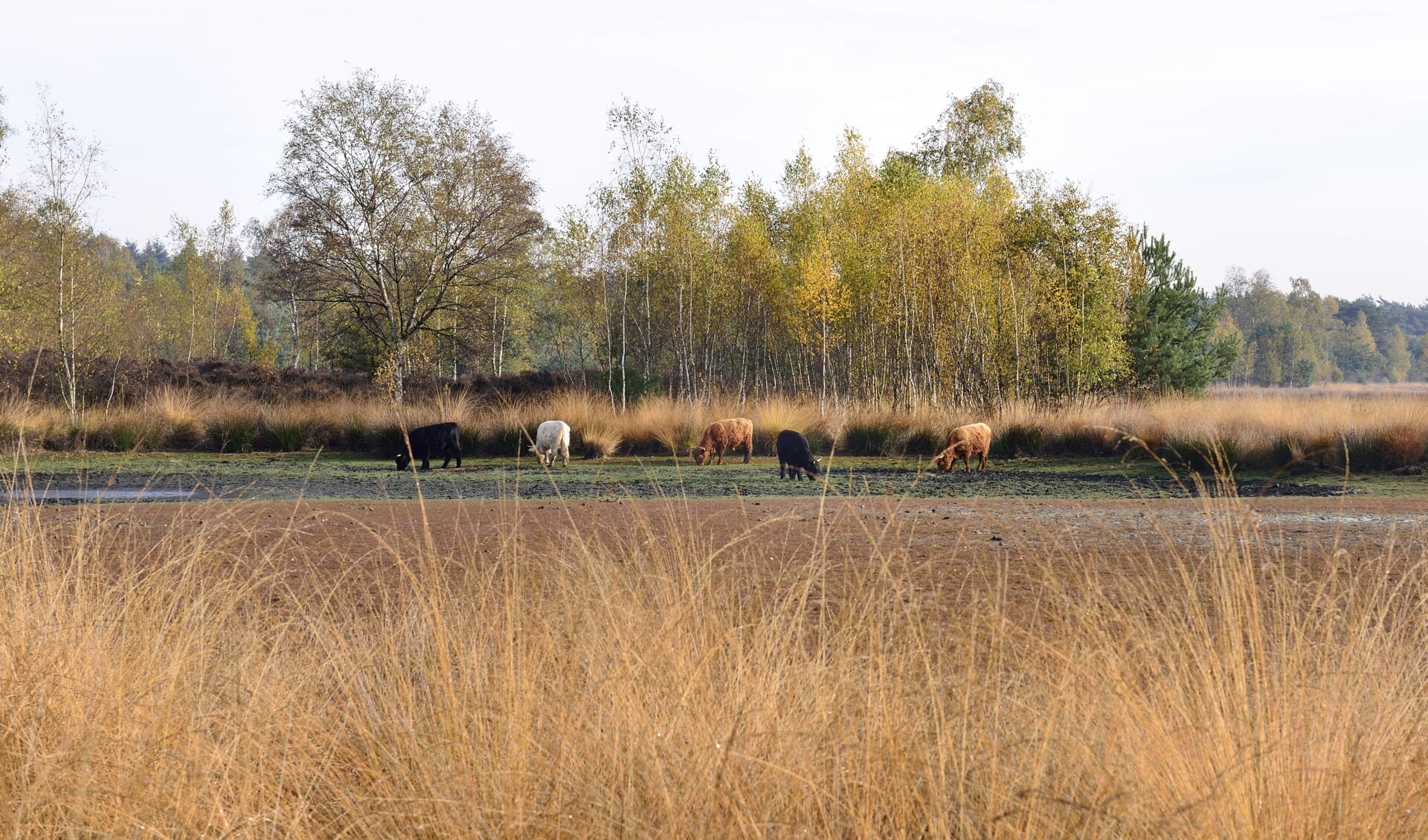 Het Oud meer in Son en Breugel