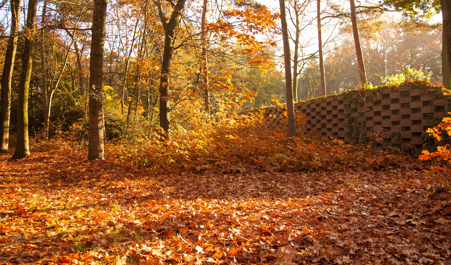 Herfstbladeren (archieffoto)