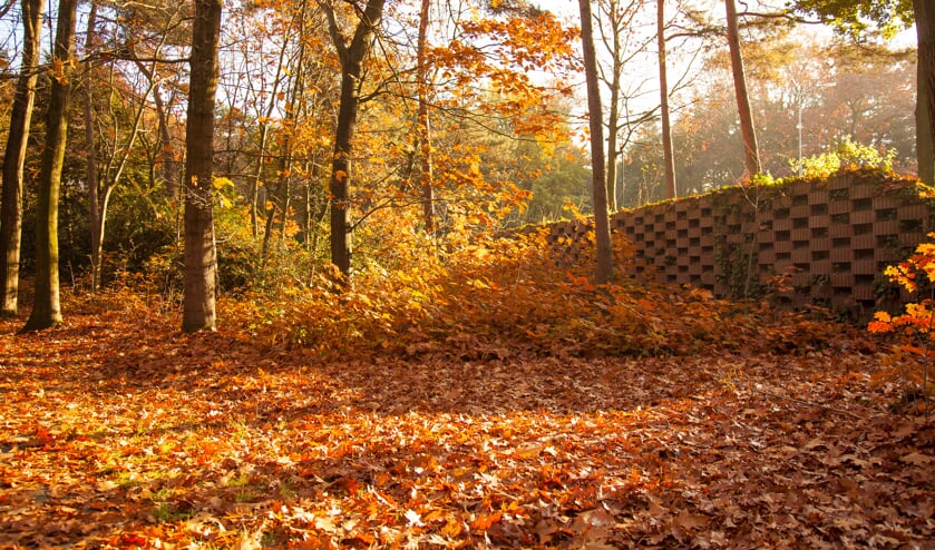 Herfstbladeren (archieffoto) | Fotonummer: 09b851