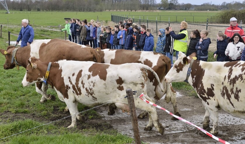 De koeien springend en bokkend richting het verse gras | Fotonummer: 51468f