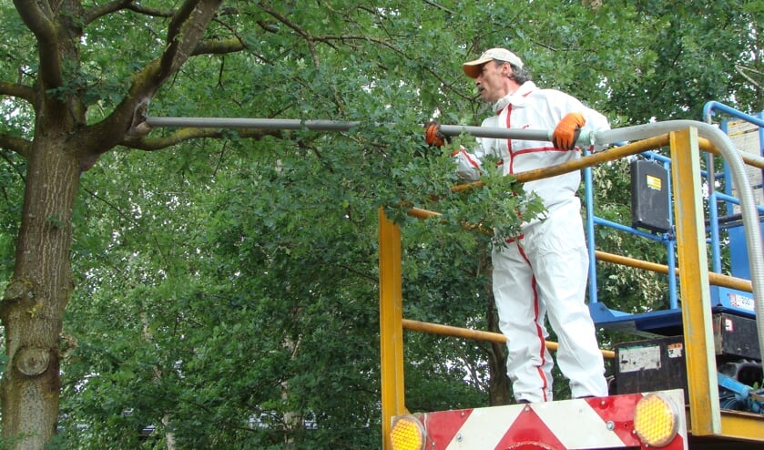 Wegzuigen van eikenprocessierupsen nesten | Fotonummer: bce3de