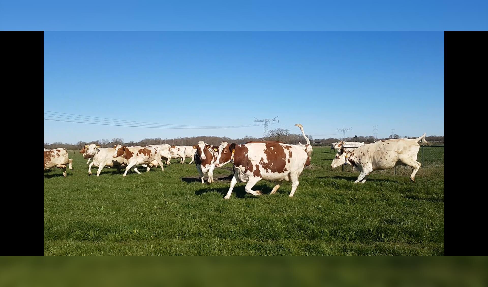 De koeien waren uitgelaten