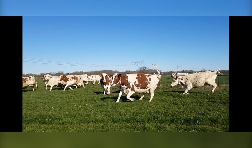 De koeien waren uitgelaten | Fotonummer: 1b525c