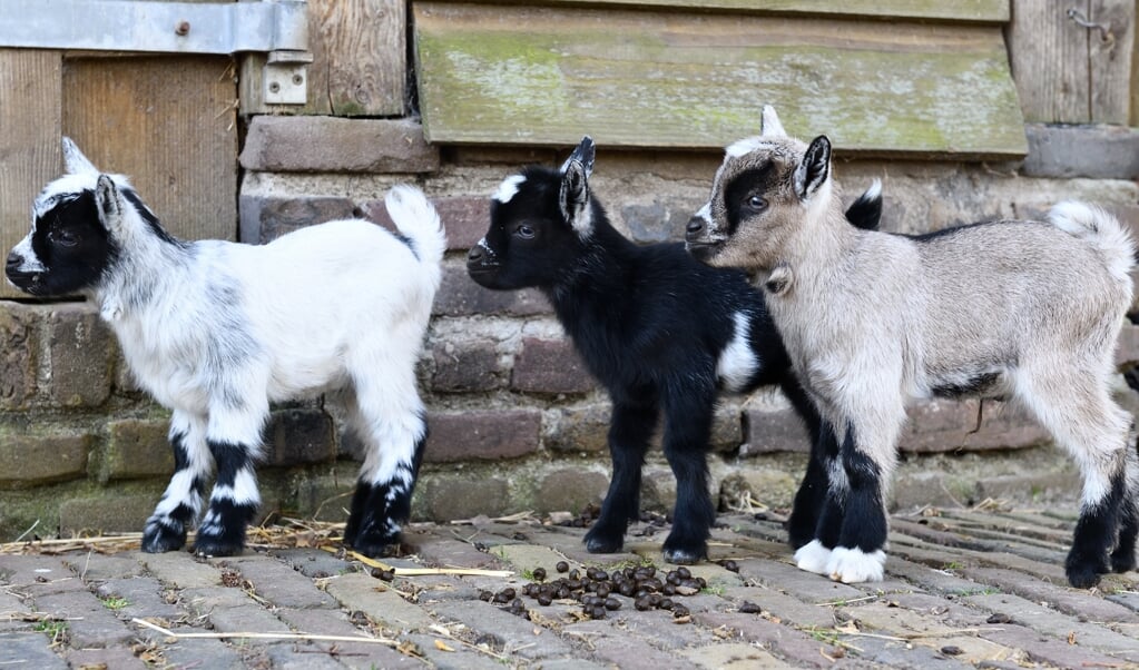 Het Hertenkamp is weer uitgebreid met jonge dieren (archieffoto)