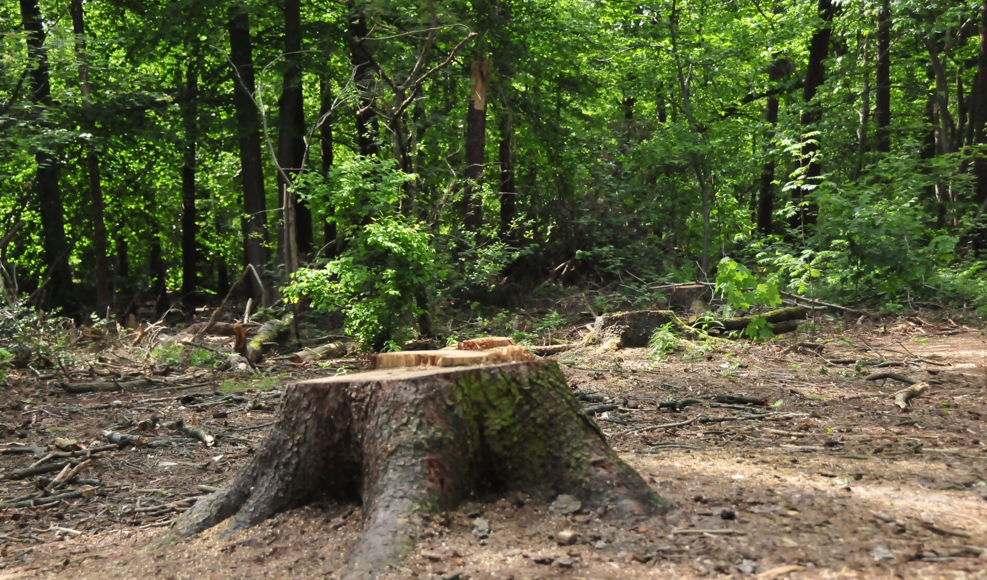 Bomen die eerder zijn omgekapt in het bos Sonse Bergen (archief)