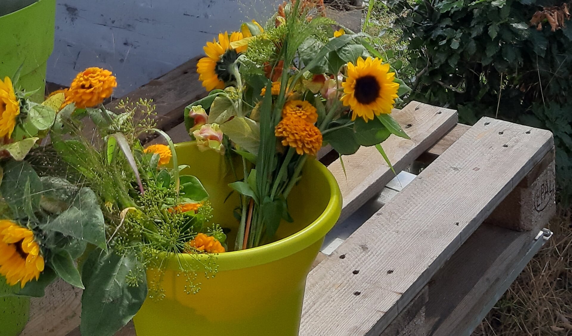 Een plukboeket met zonnebloemen uit de pluktuin