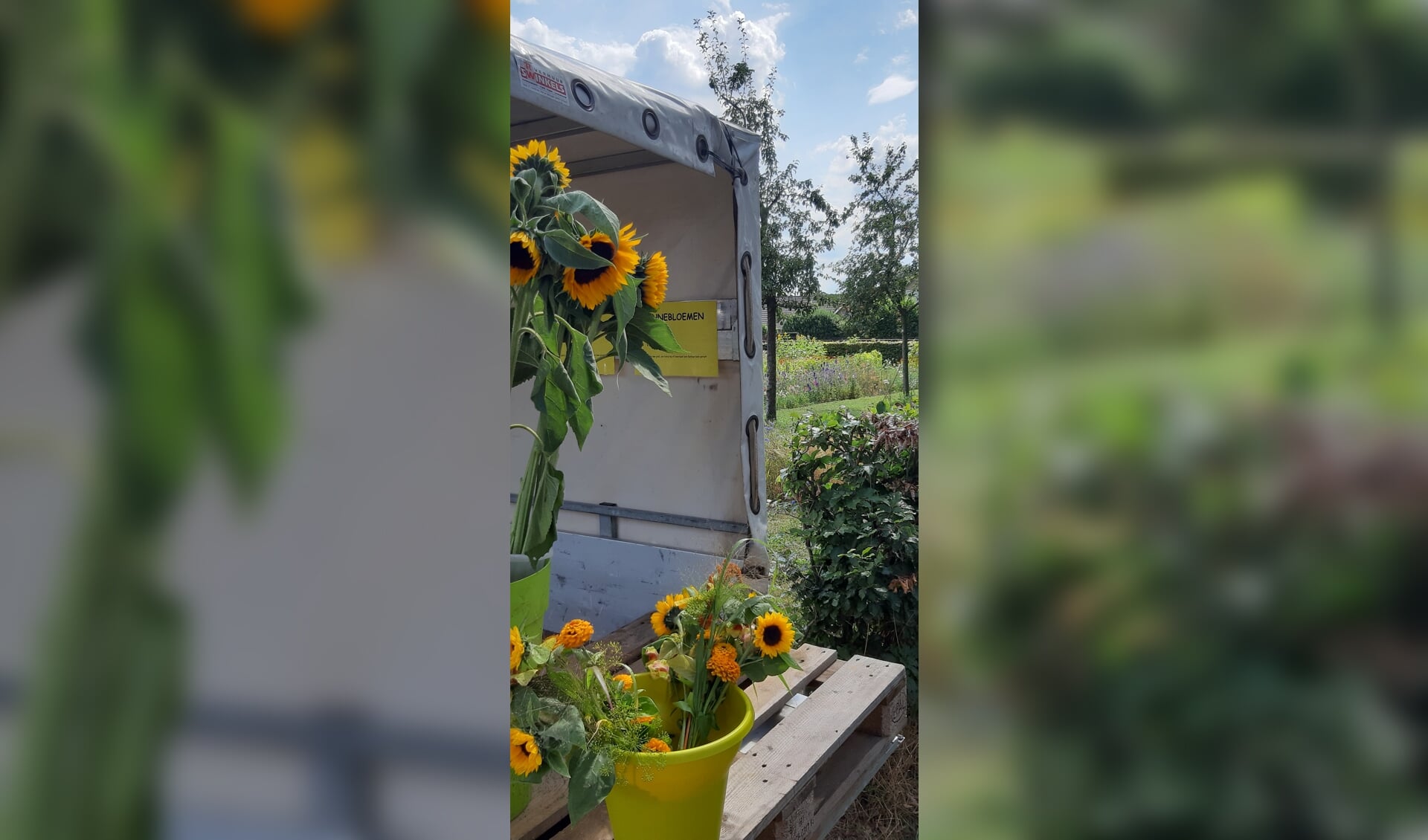Een plukboeket met zonnebloemen uit de pluktuin