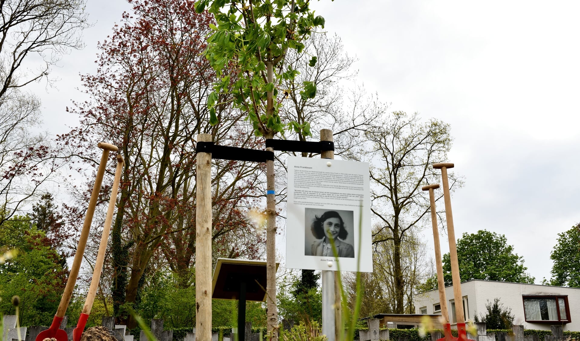 De nazaat Anne Frankboom die op 3 mei in park Vroonhoven is geplant