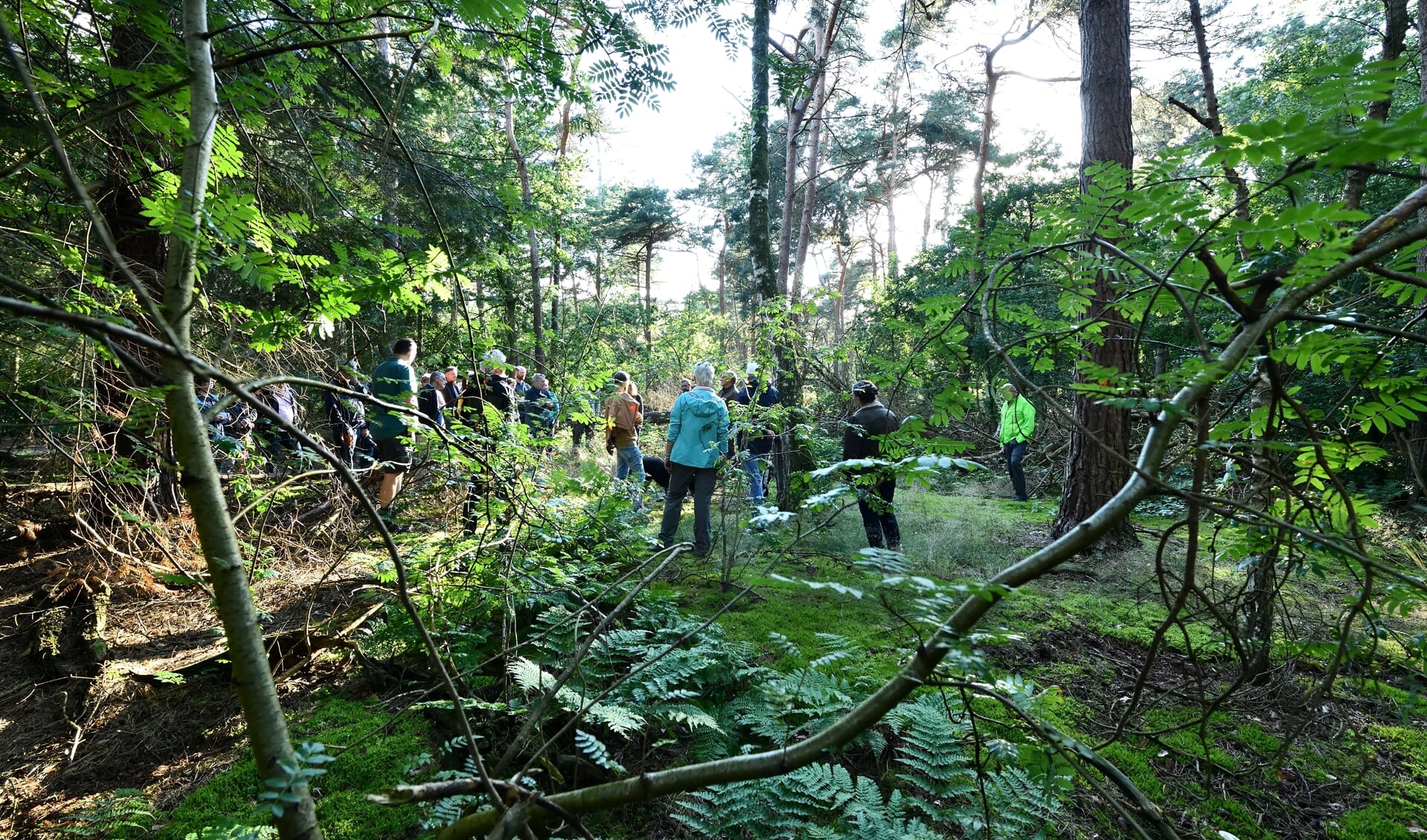 De motie van het VVD over de bomenkap in het bos De Sonse Bergen heeft niet voldoende steun gekregen (archieffoto)