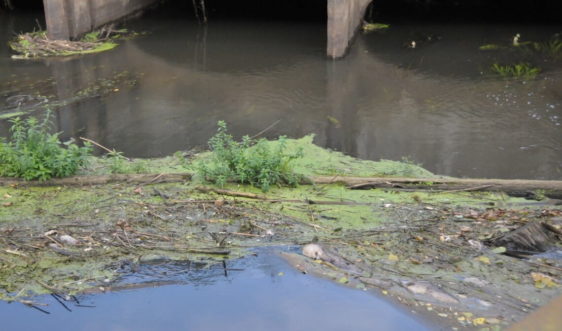 <p>Zwerfafval en dode vissen in de Dommel</p>