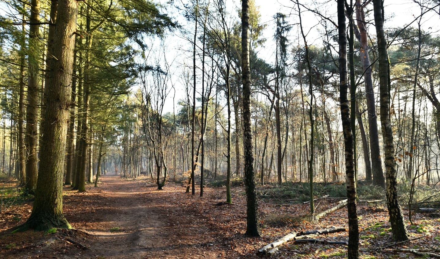 Bos bij 't Harde Ven (foto ter illustratie)