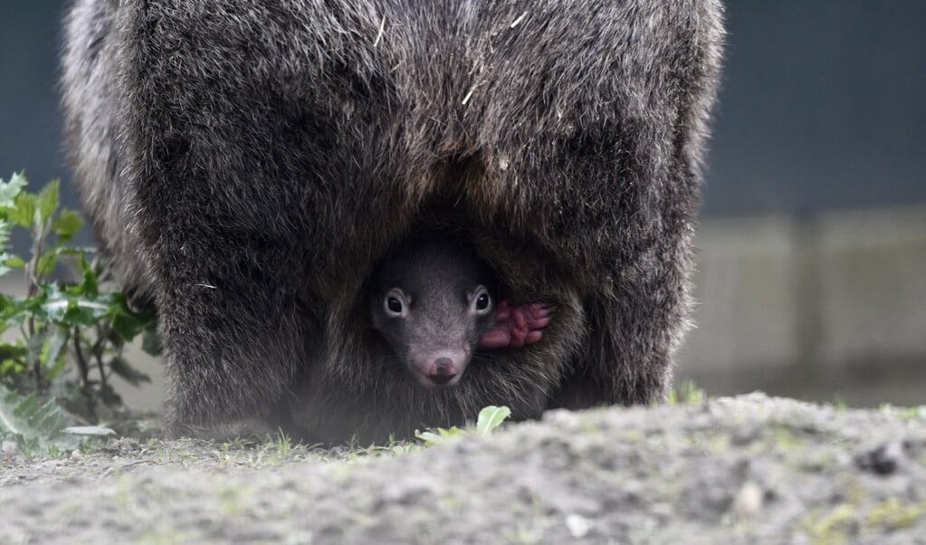 Eerste wombat-jong geboren in BestZoo