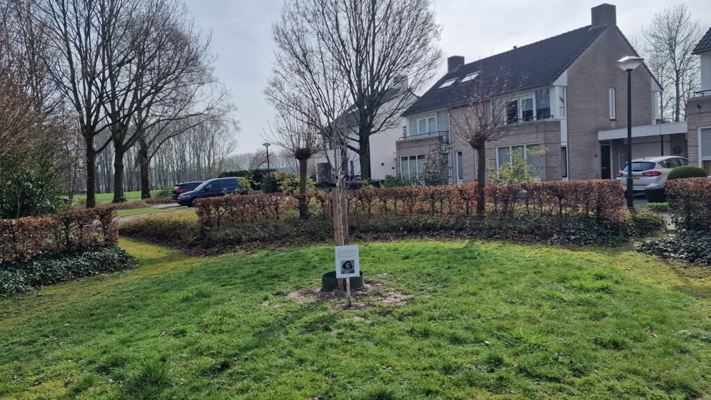 De Anne Frank boom op de nieuwe locatie aan de Kloosterstraat