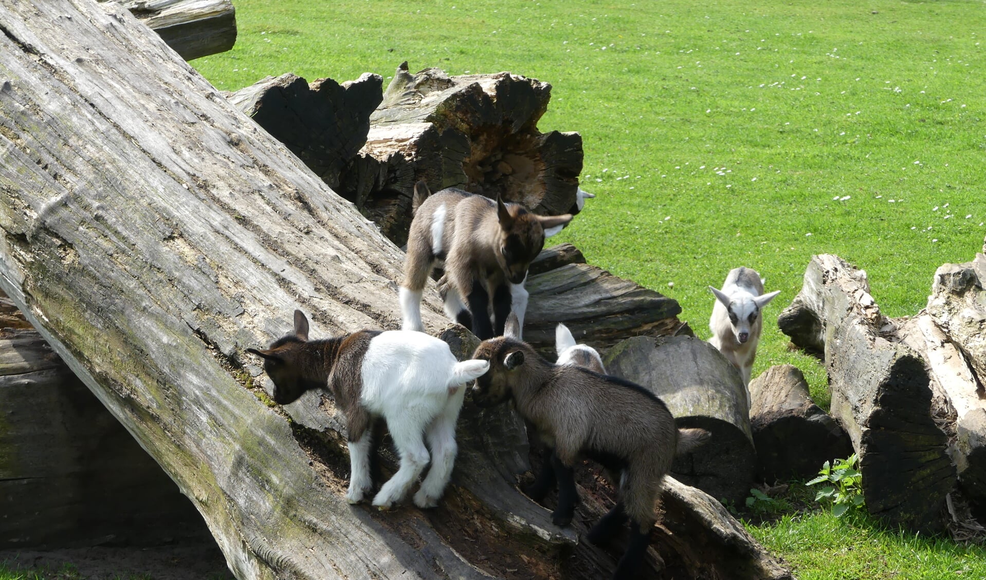 Tien geitjes huppelen op de kinderboerderij in Park Rosenburgh. Ga gauw eens kijken. Foto: Kinderboerderij