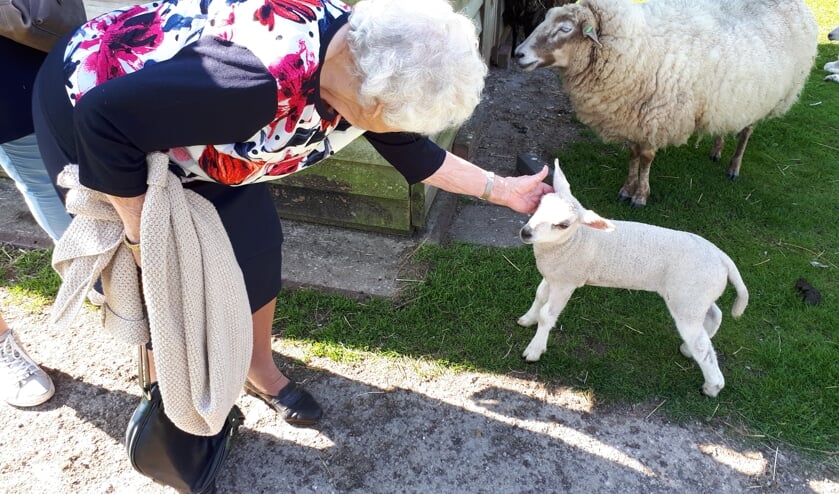 Binnenkort start de dagbesteding voor ouderen op de kinderboerderij. Foto: Topaz Voorschoten
