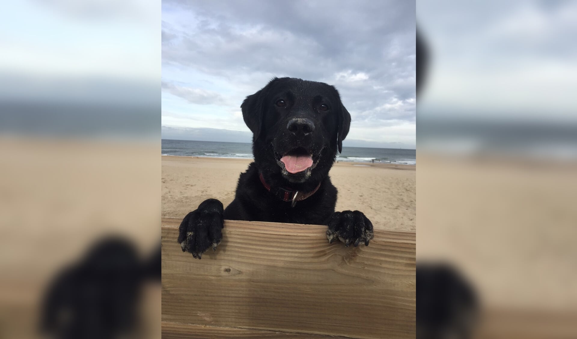 Honden mogen ook in de zomer op het strand. foto: Vsk