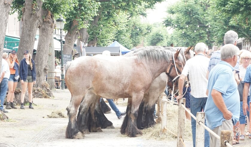 Dit jaar waren er 63 paarden, de weersvoorspelling deed veel handelaren besluiten niet te komen.