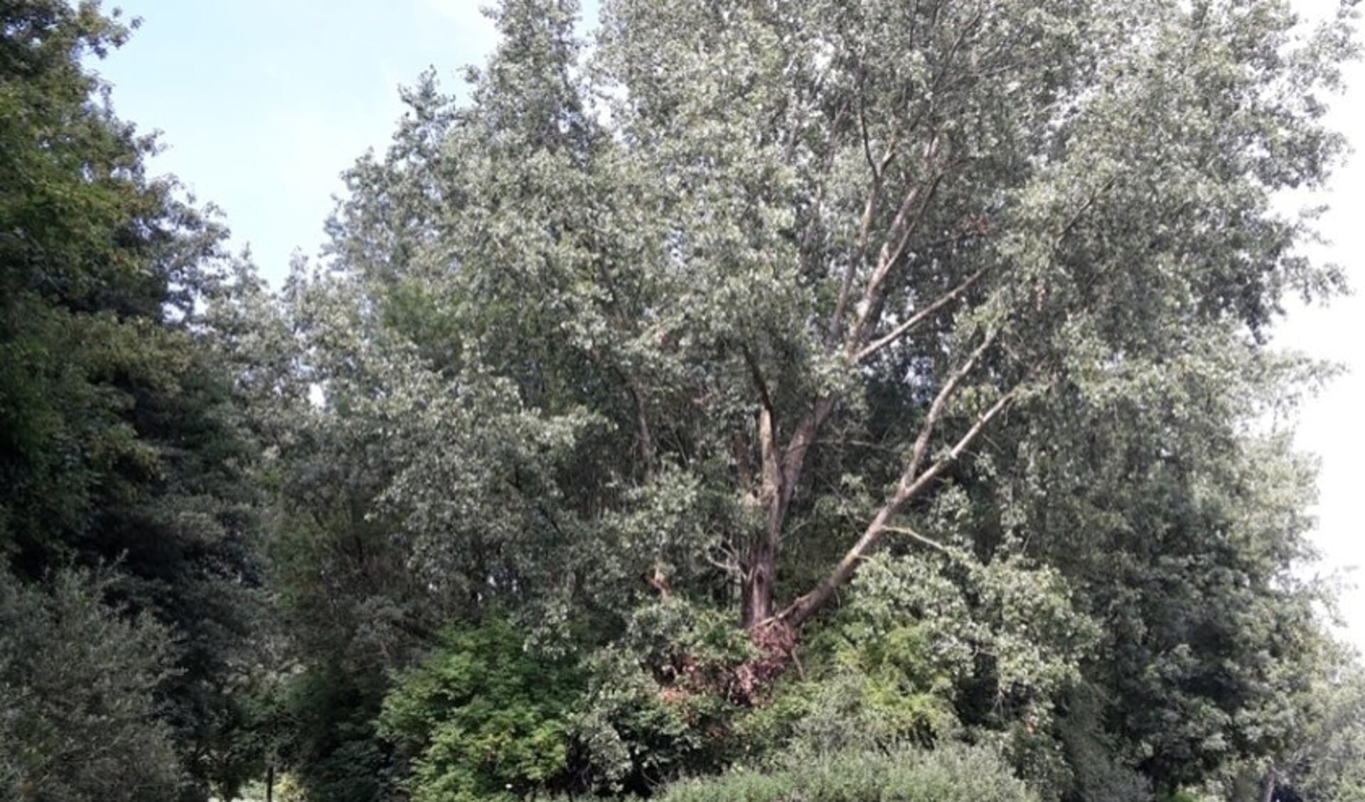 De provincie stelt de aangekondigde bomenkap op Vlietland uit. Foto: Staatsbosbeheer