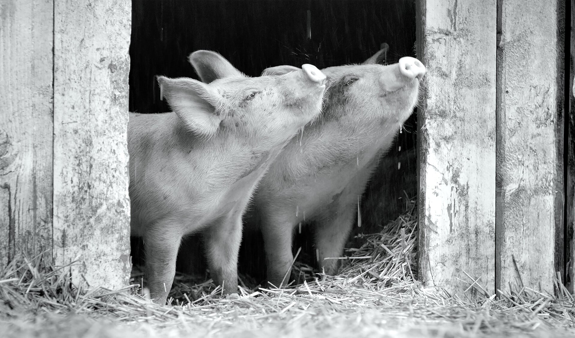 Gunda een film over varkens van de vegetarische Russische regisseur Victor Kossakovsky 
