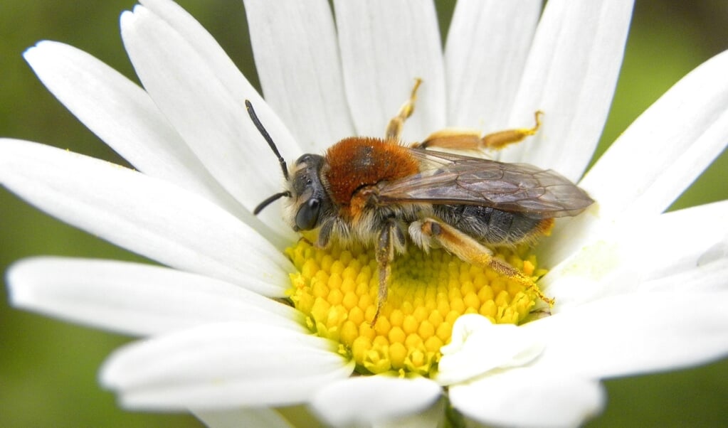 Foto: Voorschoten Voor de Bijen