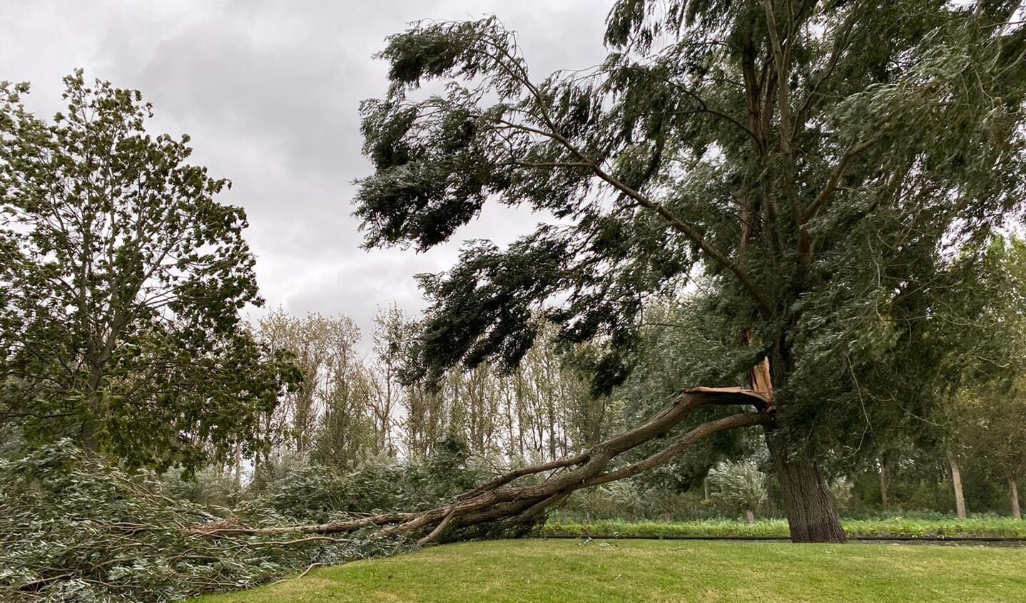 In Starrenburg I brak een enorme tak van een boom. Foto: Wilma van Marwijk