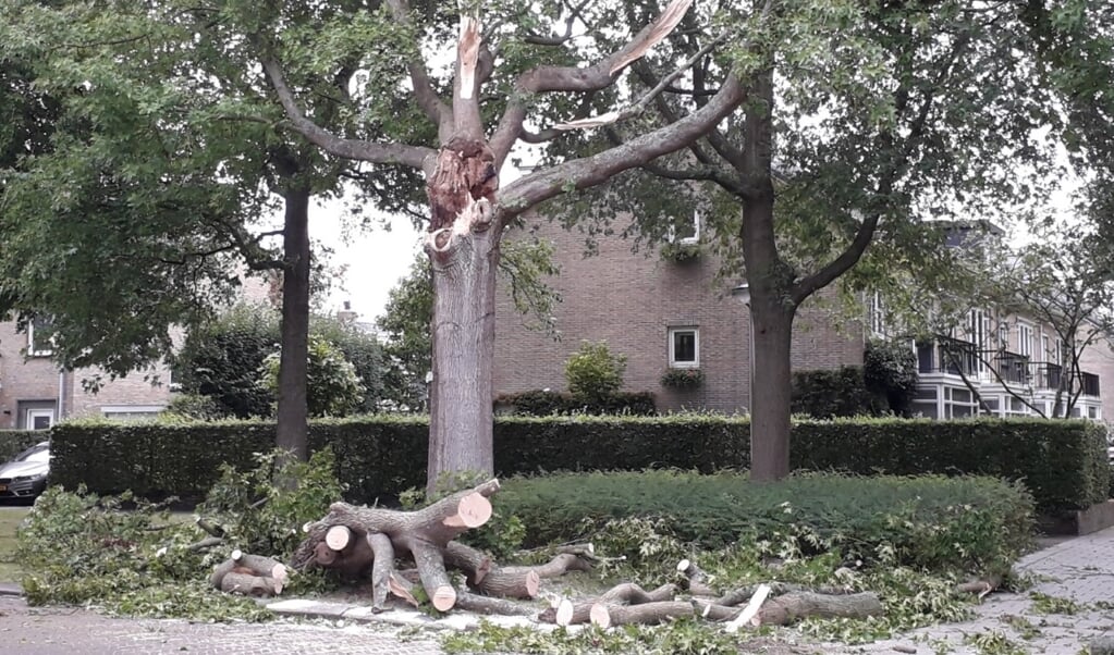 Een boom aan de Mozartlaan is door de storm geveld. Foto: PR